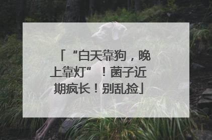 “白天靠狗，晚上靠灯”！菌子近期疯长！别乱捡