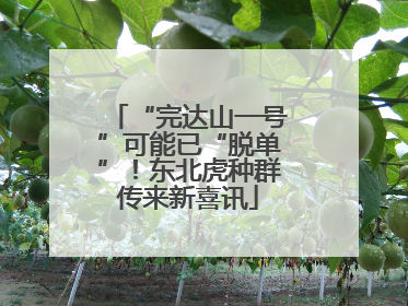 “完达山一号”可能已“脱单”！东北虎种群传来新喜讯