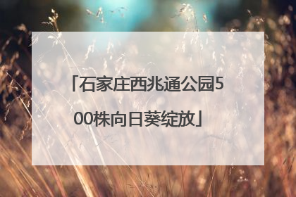 石家庄西兆通公园500株向日葵绽放