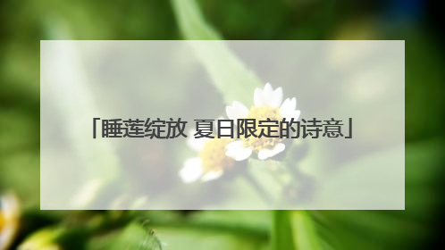 睡莲绽放 夏日限定的诗意