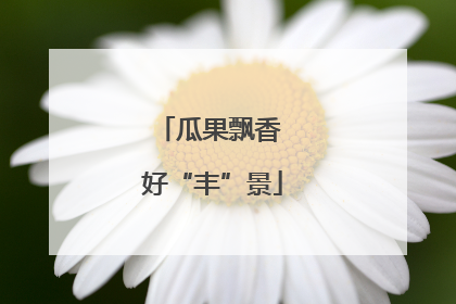 瓜果飘香 好“丰”景