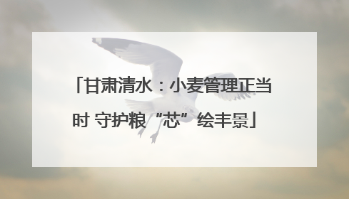 甘肃清水：小麦管理正当时 守护粮“芯”绘丰景