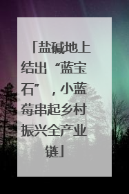 盐碱地上结出“蓝宝石”，小蓝莓串起乡村振兴全产业链