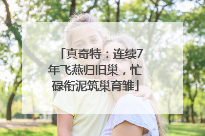 真奇特：连续7年飞燕归旧巢，忙碌衔泥筑巢育雏