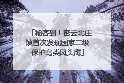 稀客到！密云北庄镇首次发现国家二级保护鸟类凤头鹰