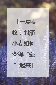 三夏麦收：弱筋小麦如何变得“强”起来
