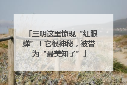 三明这里惊现“红眼蝉”！它很神秘，被誉为“最美知了”