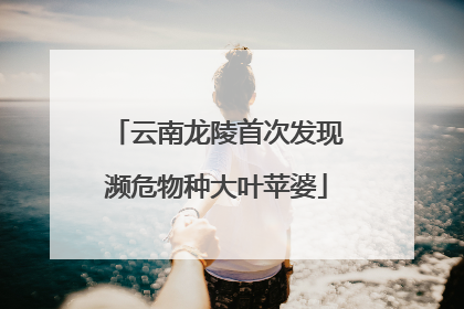 云南龙陵首次发现濒危物种大叶苹婆