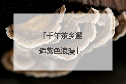 千年茶乡邂逅紫色浪漫