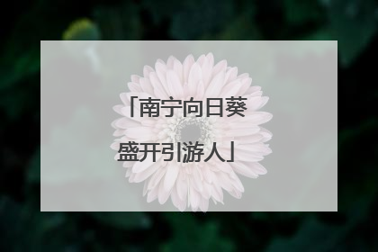 南宁向日葵盛开引游人