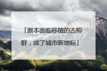 原本面临移植的古樟群，成了城市新地标