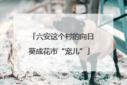 六安这个村的向日葵成花市“宠儿”