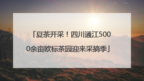夏茶开采！四川通江5000余亩欧标茶园迎来采摘季