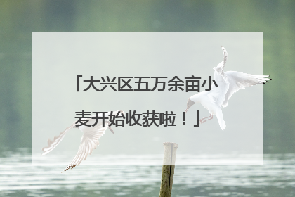 大兴区五万余亩小麦开始收获啦！