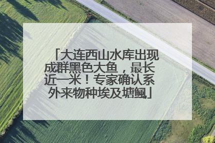 大连西山水库出现成群黑色大鱼，最长近一米！专家确认系外来物种埃及塘鲺