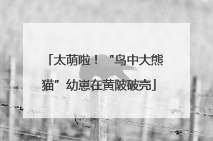 太萌啦！“鸟中大熊猫”幼崽在黄陂破壳