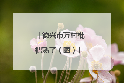 德兴市万村枇杷熟了（图）