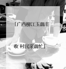 广西柳江玉藕丰收 村民采藕忙