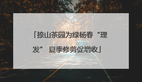 捺山茶园为绿杨春“理发” 夏季修剪促增收