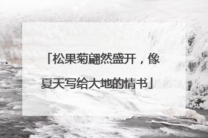 松果菊翩然盛开，像夏天写给大地的情书