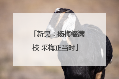 新晃：杨梅缀满枝 采梅正当时