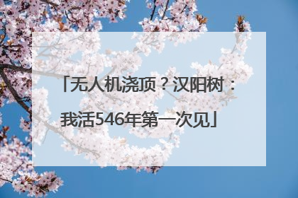 无人机浇顶？汉阳树：我活546年第一次见