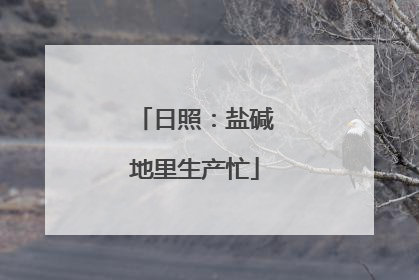 日照：盐碱地里生产忙