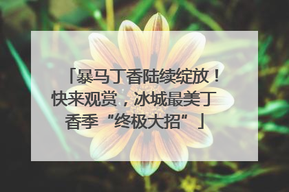 暴马丁香陆续绽放！快来观赏，冰城最美丁香季“终极大招”