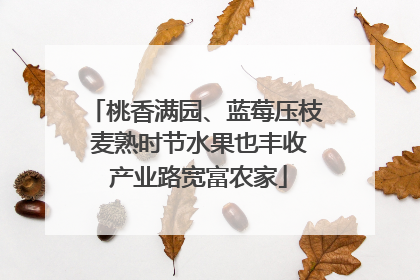桃香满园、蓝莓压枝 麦熟时节水果也丰收 产业路宽富农家