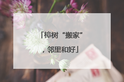 樟树“搬家”，邻里和好