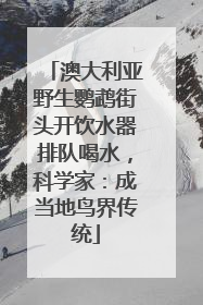澳大利亚野生鹦鹉街头开饮水器排队喝水，科学家：成当地鸟界传统