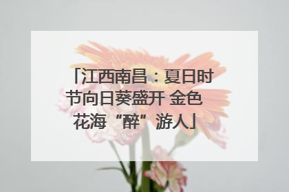 江西南昌：夏日时节向日葵盛开 金色花海“醉”游人