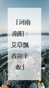 河南南阳：艾草飘香迎丰收