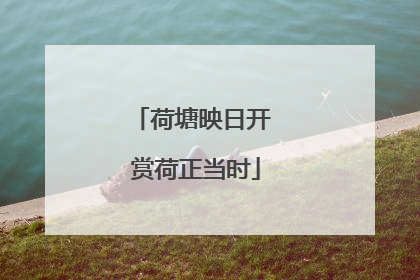 荷塘映日开 赏荷正当时