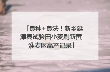 良种+良法！新乡延津县试验田小麦刷新黄淮麦区高产记录