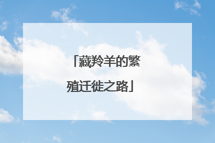 藏羚羊的繁殖迁徙之路