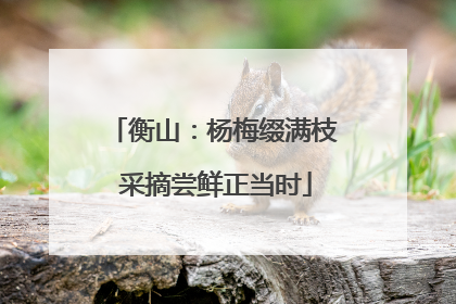 衡山：杨梅缀满枝 采摘尝鲜正当时