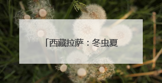 西藏拉萨：冬虫夏草市场交易火爆