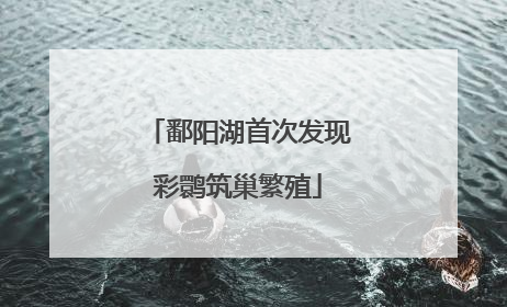 鄱阳湖首次发现彩鹮筑巢繁殖
