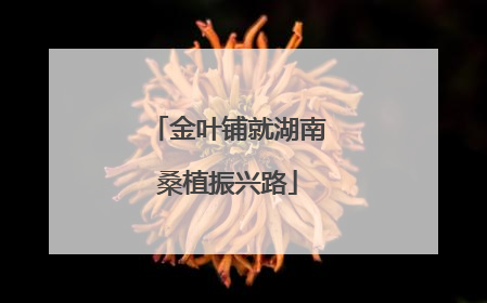 金叶铺就湖南桑植振兴路