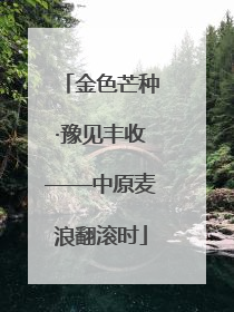 金色芒种·豫见丰收——中原麦浪翻滚时