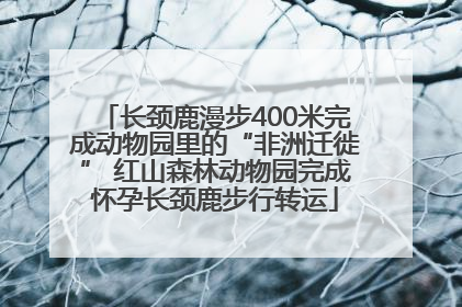 长颈鹿漫步400米完成动物园里的“非洲迁徙” 红山森林动物园完成怀孕长颈鹿步行转运