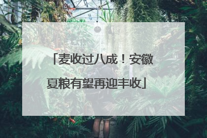 麦收过八成！安徽夏粮有望再迎丰收