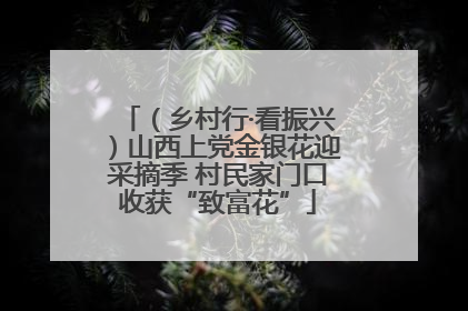 （乡村行·看振兴）山西上党金银花迎采摘季 村民家门口收获“致富花”
