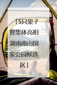 5只果子狸集体亮相湖南南山国家公园候选区
